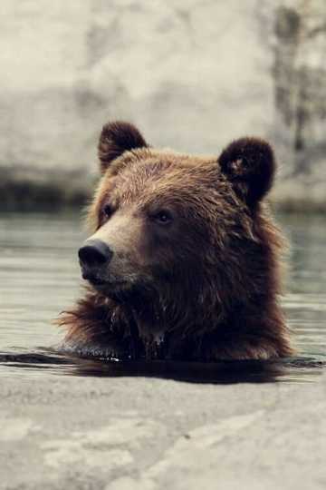 Seul au milieu des ours Poster