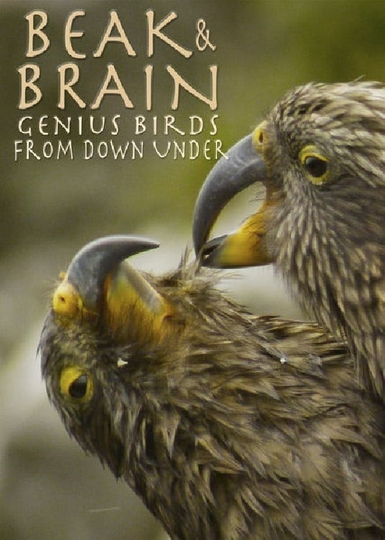 Beak & Brain - Genius Birds from Down Under Poster