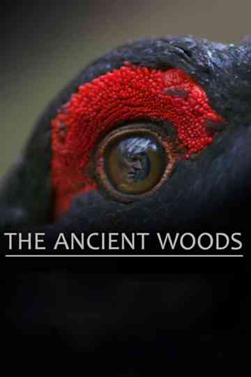 The Ancient Woods