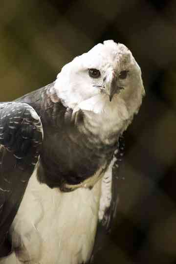The MonkeyEating Eagle of the Orinoco