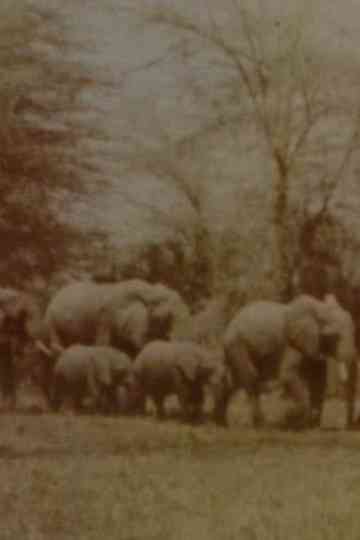 Elephants Test