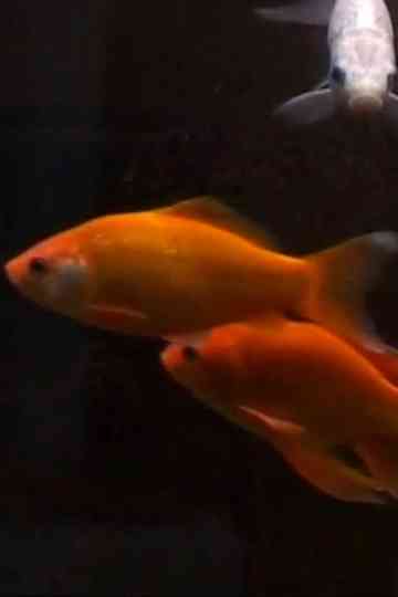 Eaux profondes Poster