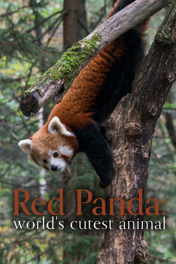 Red Panda Worlds Cutest Animal Poster