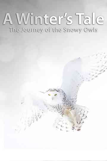 A Winters Tale The Journey Of The Snowy Owls