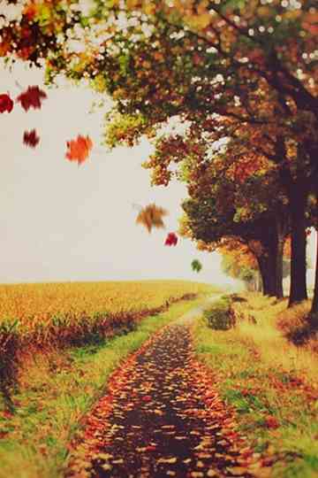 El Bosque Animado Poster