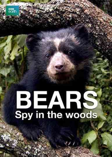 Bears: Spy in the Woods