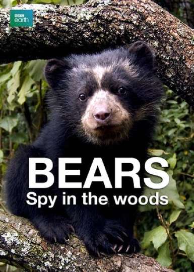 Bears Spy in the Woods