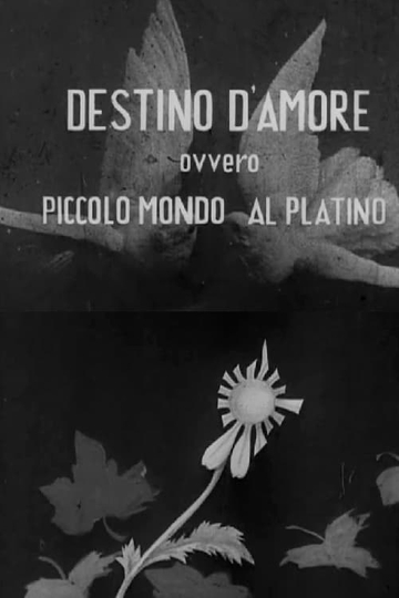 Destino damore