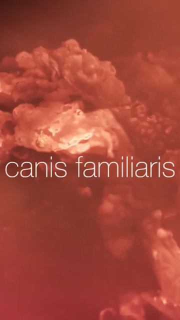 Canis familiaris