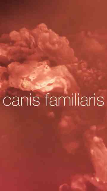 Canis familiaris