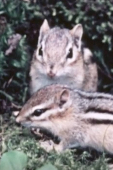 Adventures Of A Chipmunk Family