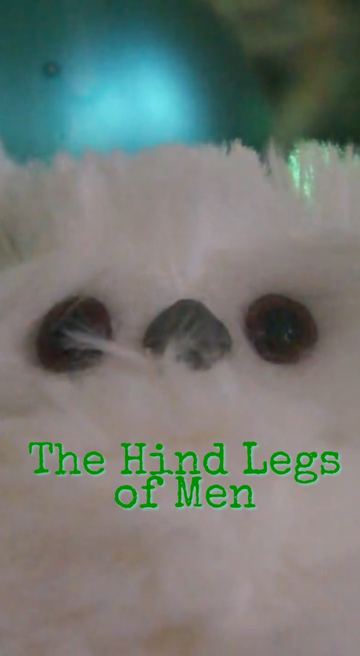 A Christmas Story The Hind Legs of Men Their Only Legs