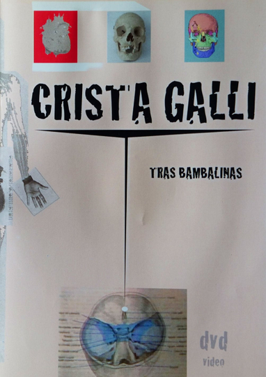 Crista Galli Tras Bambalinas