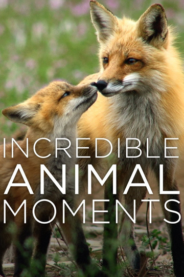 Incredible Animal Moments Poster