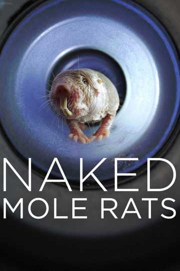 Naked Mole Rats