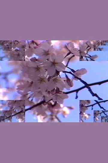 Rock Video: Cherry Blossom Poster