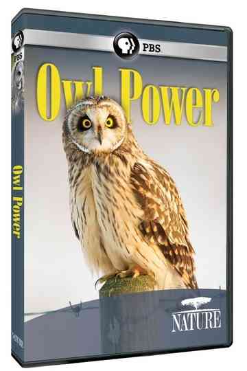 Owl Power