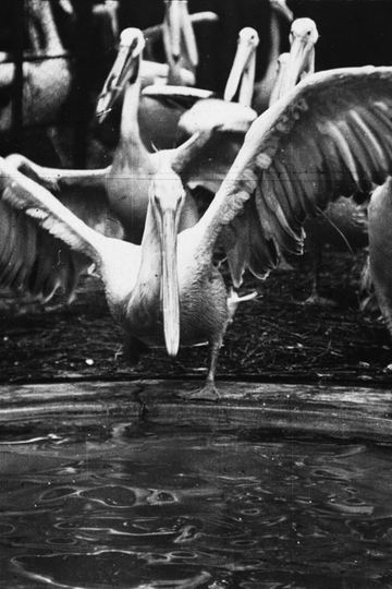 Pelicans at the Zoo