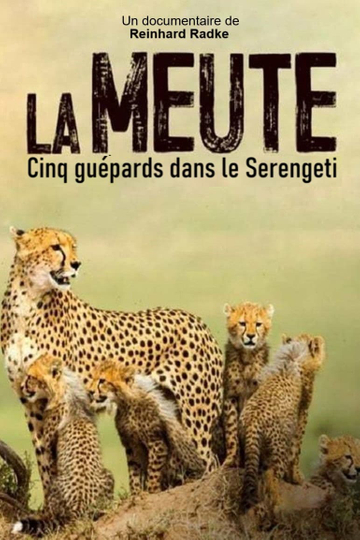 Die fünf Geparde  Gemeinsam durch die Serengeti