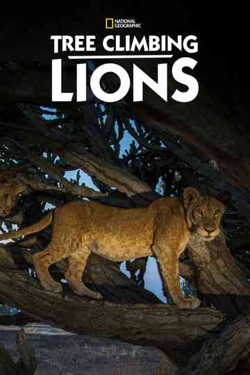 Tree Climbing Lions Poster