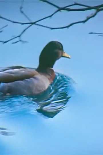 Canards