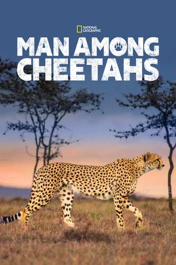 Man Among Cheetahs Poster