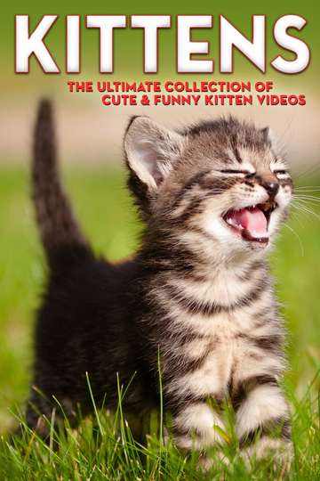 Kittens The Ultimate Collection of Cute  Funny Kitten Videos