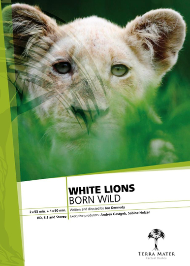 White Lions Born Wild