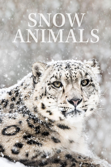 Snow Animals