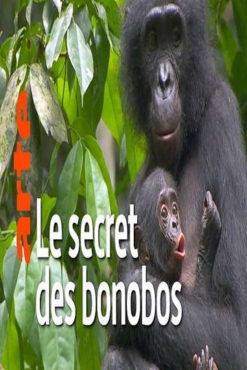 La vie cachée des bonobos