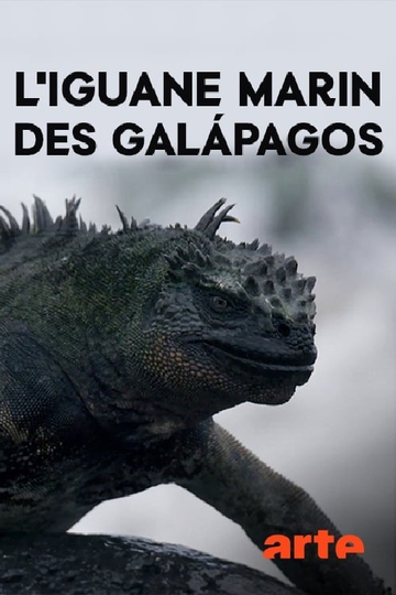 The Marine Iguanas of the Galapagos