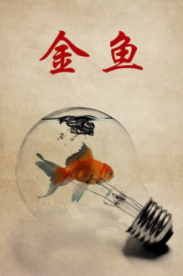 Goldfish Poster