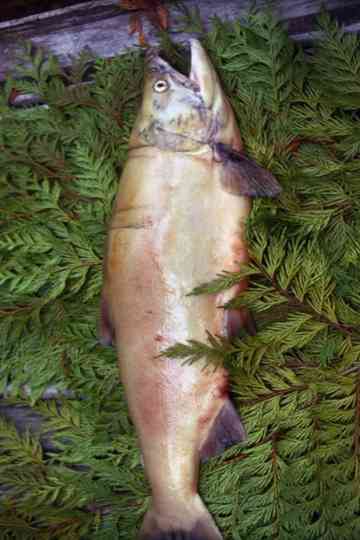 Salmon