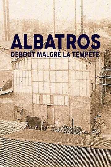 Albatros debout malgré la tempête