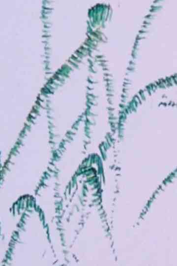 How the Frog’s Eye Sees