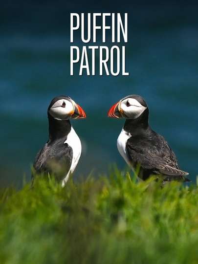 Puffin Patrol Poster
