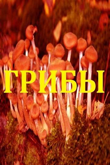 Mushrooms Poster