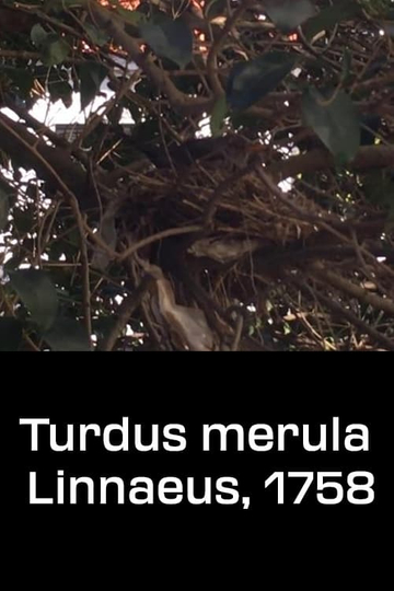 Turdus merula Linnaeus 1758