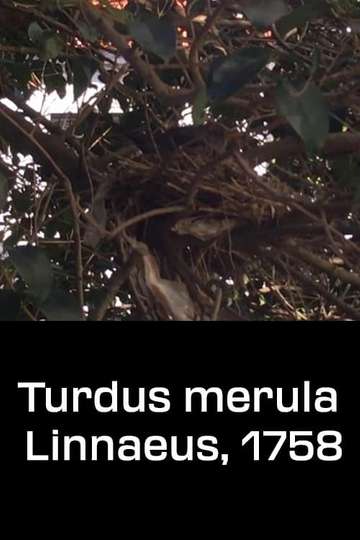 Turdus merula Linnaeus 1758