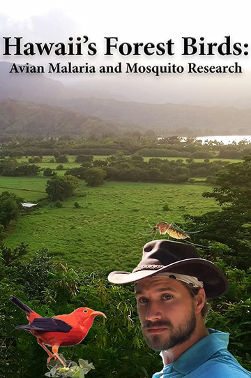 Hawaiis Forest Birds Avian Malaria and Mosquito Research