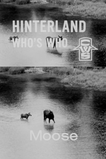 Hinterland Who's Who: Moose