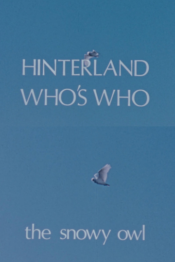 Hinterland Who's Who: The Snowy Owl