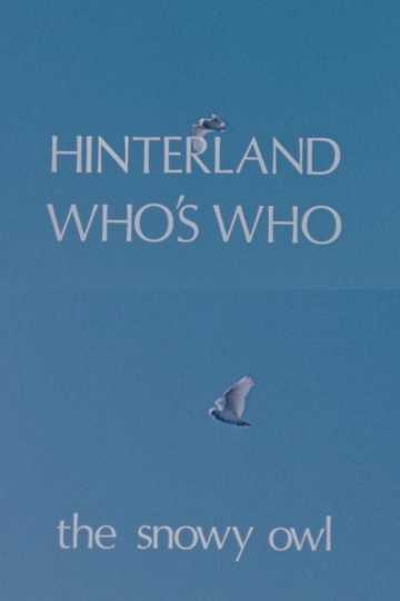 Hinterland Who's Who: The Snowy Owl