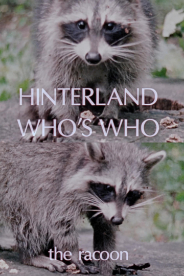 Hinterland Who's Who: The Raccoon