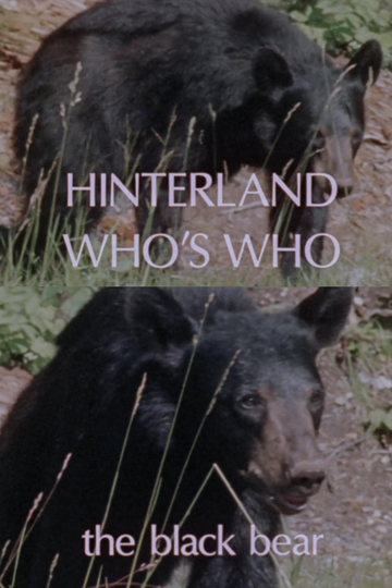 Hinterland Who's Who: Black Bear