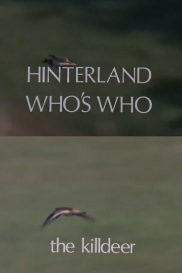 Hinterland Who's Who: Killdeer