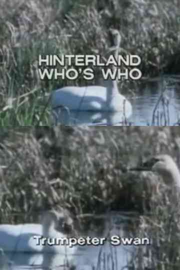 Hinterland Who's Who: Trumpeter Swan