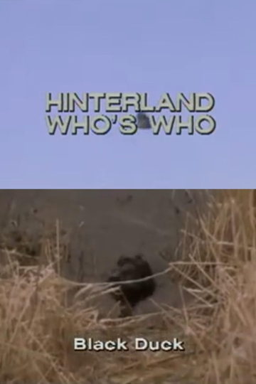 Hinterland Who's Who: Black Duck