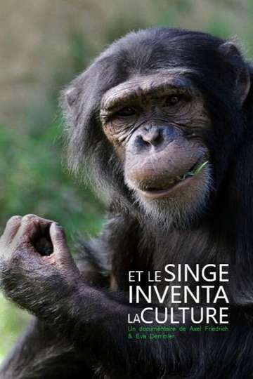 Das Geheimnis der Affen  Kulturforschung bei Schimpansen