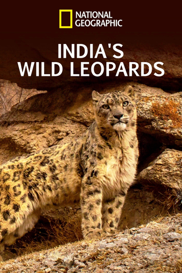 India's Wild Leopards Poster